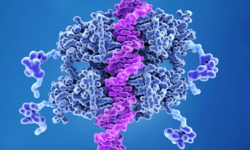 Imagem Ilustrativa Da Proteína P53 Se Mesclando Com O DNA
