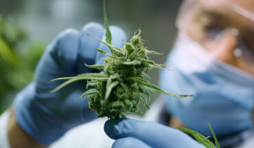 imagem de um um cientista equipado com máscara, óculos e luvas, segurando a planta cannabis