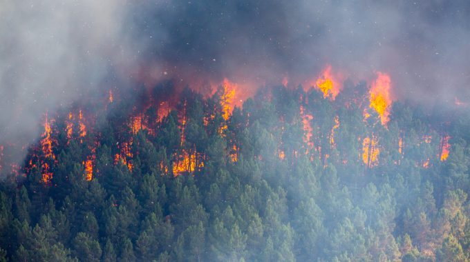 Exposição à Fumaça De Incêndios Florestais Aumenta Risco De Câncer